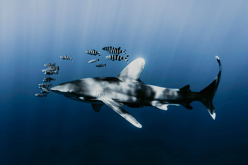 Survival of sea predators